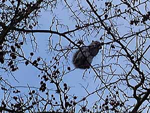  squirrel snacking 