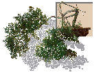 bonsai2.gif (8324 bytes)