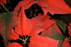  this year's poinsettia, hoping to be next year's as well 