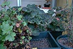  the amazing geraniums 
