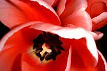  it's tulip time 