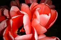  it's tulip time 