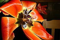 a photograph
