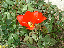 a photograph