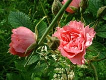 a photograph