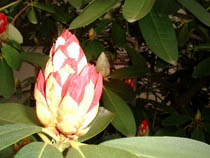 a photograph