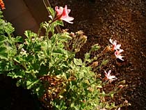 a photograph