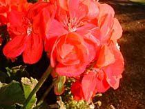 a photograph