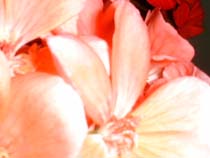 a photograph