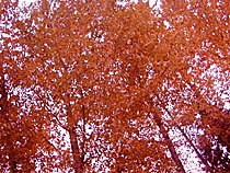 a photograph