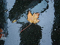 a photograph