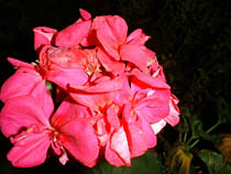 a photograph