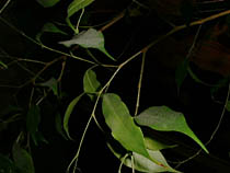 a photograph