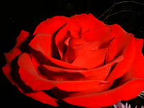 a photograph