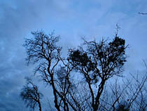 a photograph