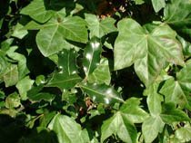 a photograph