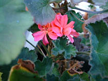 a photograph