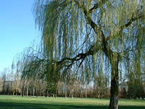 a photograph
