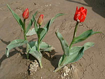 a photograph