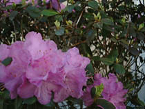 a photograph