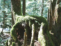 a photograph