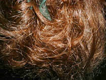 a photograph