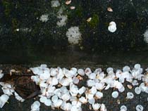 a photograph