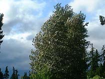 a photograph
