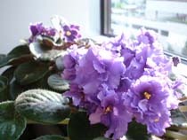 a photograph