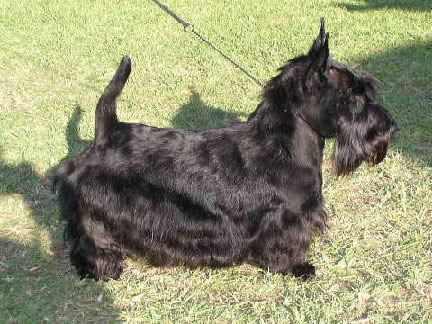 Aust. Ch. CLANLAMONT ECOSSE IONAH 