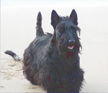 Aust. Ch. CLANLAMONT ECOSSE IONAH on the beach
