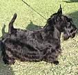 Ionah - Clanlamont Scottish Terrier