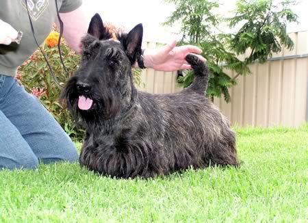 Satchmo at Adelaide Royal Show 2007, Best Intermediate