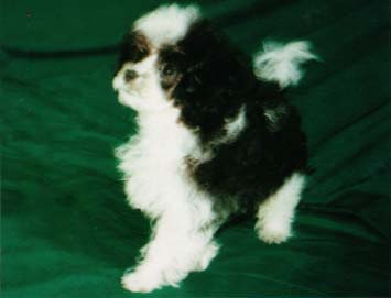 Clara profile.JPG (8925 bytes)