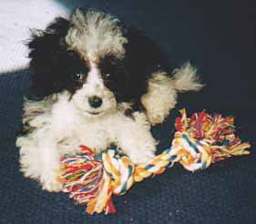 puppy with toy.JPG (9126 bytes)