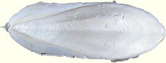 cuttlefish bone