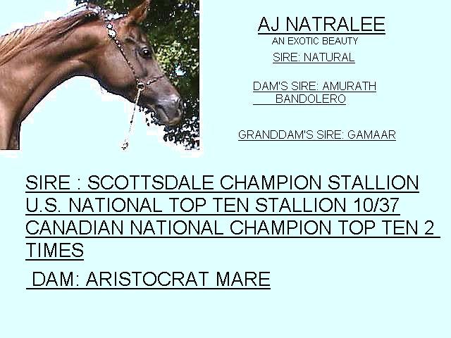 NATURAL X AMURATH BANDERLERO