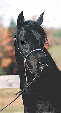 SIRED BY THE ATTICUS OUT OF AN IMPERIAL MADHEEN DAUGHTER