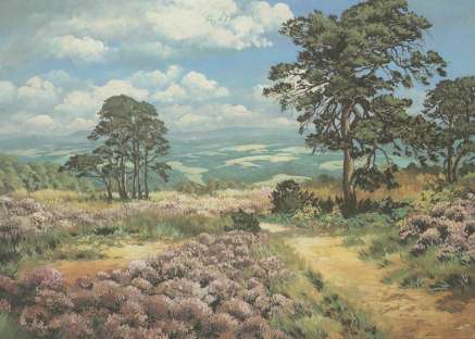 Pic of the real Ashdown Forest area just beyond Pooh-Sticks Bridge