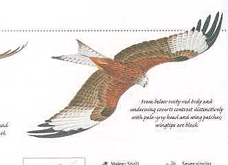 Pic of a Red Kite looking from underneath