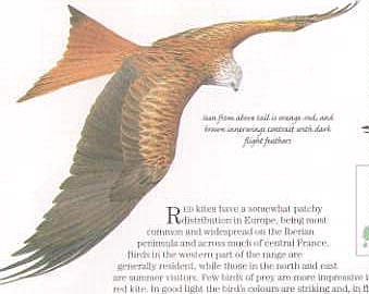 Pic of Red Kite seen from above