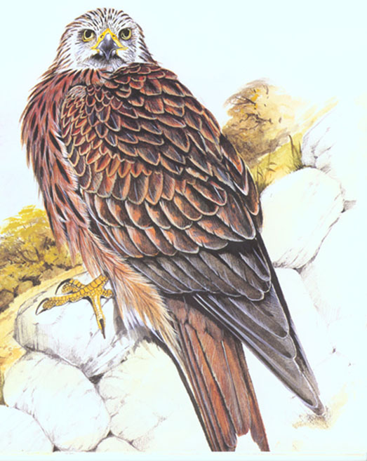 Pic of a Red Kite when settled