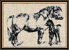 ponies