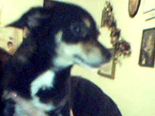 Crickett