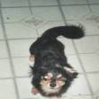 Moochie