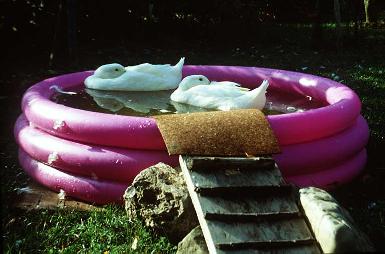 Click to enlarge - floating siesta ....