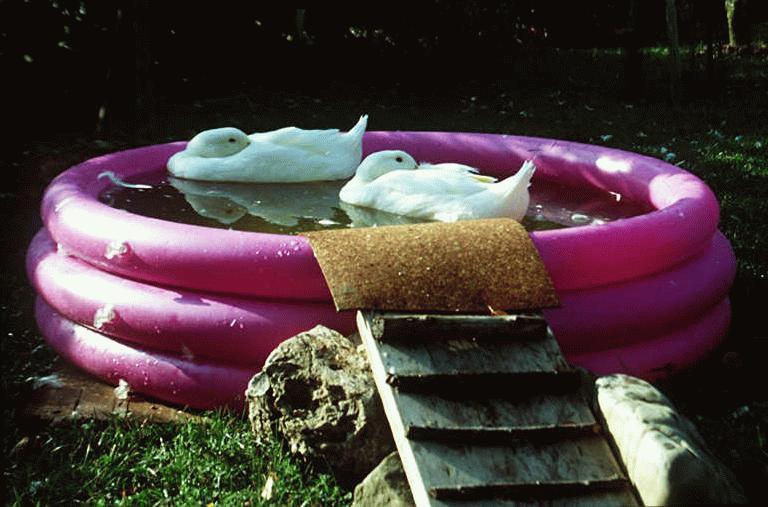 Floating and resting in a partially awaken state, in the baby swimming pool ...