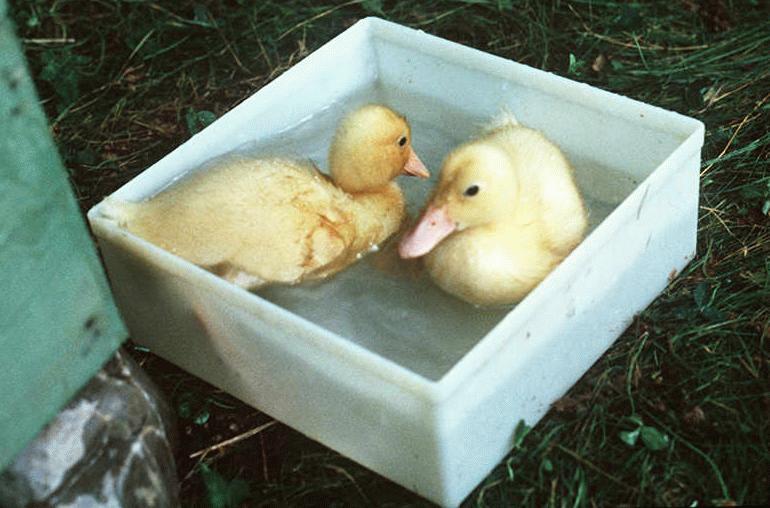 One week old ducklings, our happy friends could swim around and bathe in this plastic food container...