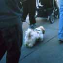 doggy-walker