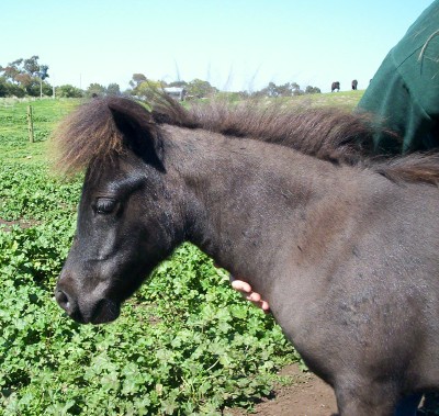 Adda